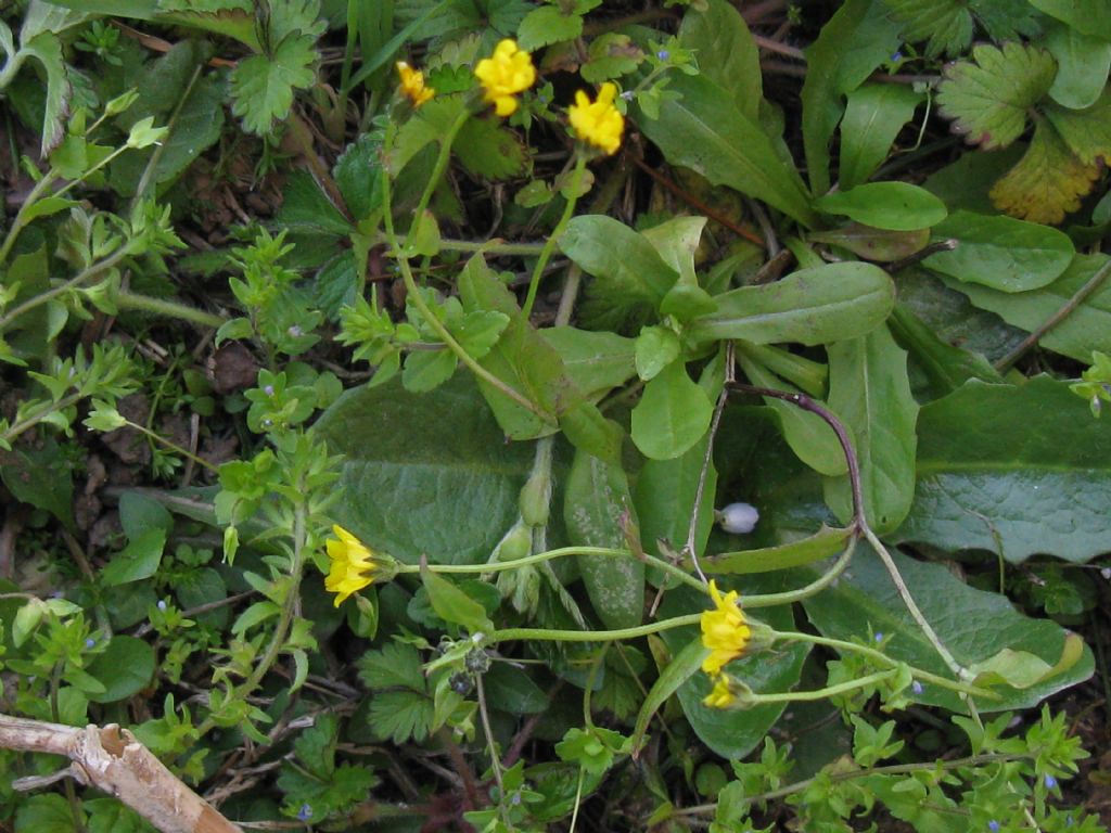 Crepis sancta subsp. nemausensis (Asteraceae)