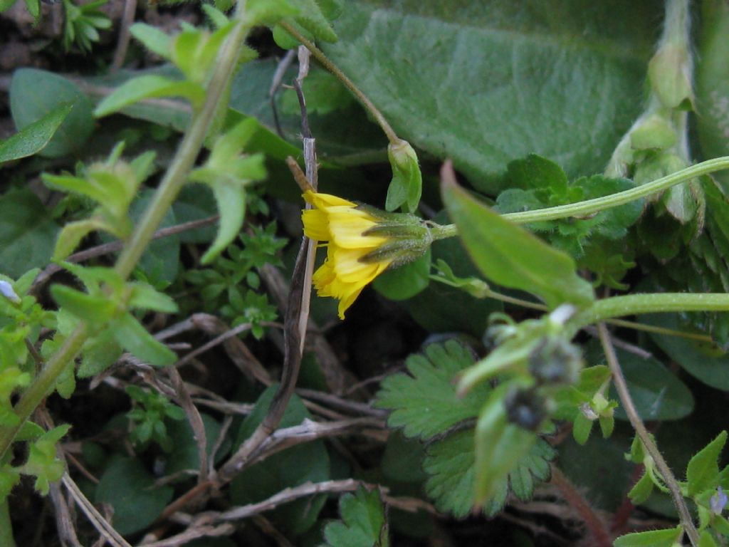 Crepis sancta subsp. nemausensis (Asteraceae)