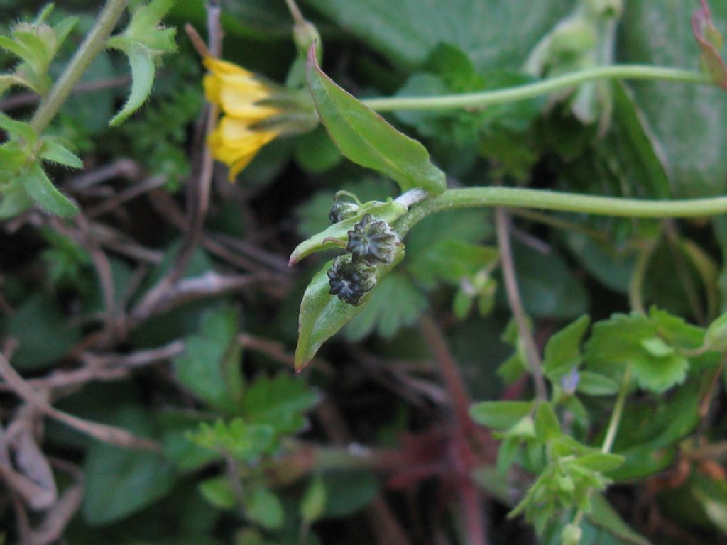 Crepis sancta subsp. nemausensis (Asteraceae)