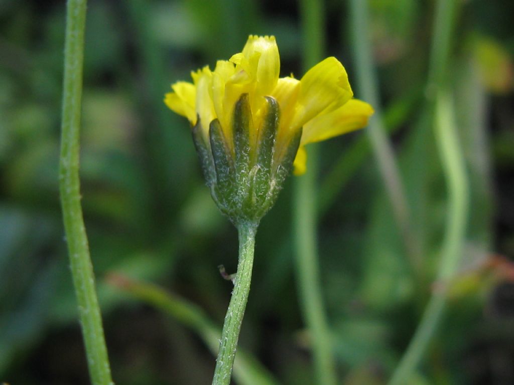 Crepis sancta subsp. nemausensis (Asteraceae)