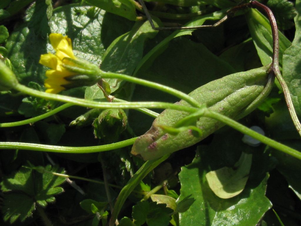 Crepis sancta subsp. nemausensis (Asteraceae)