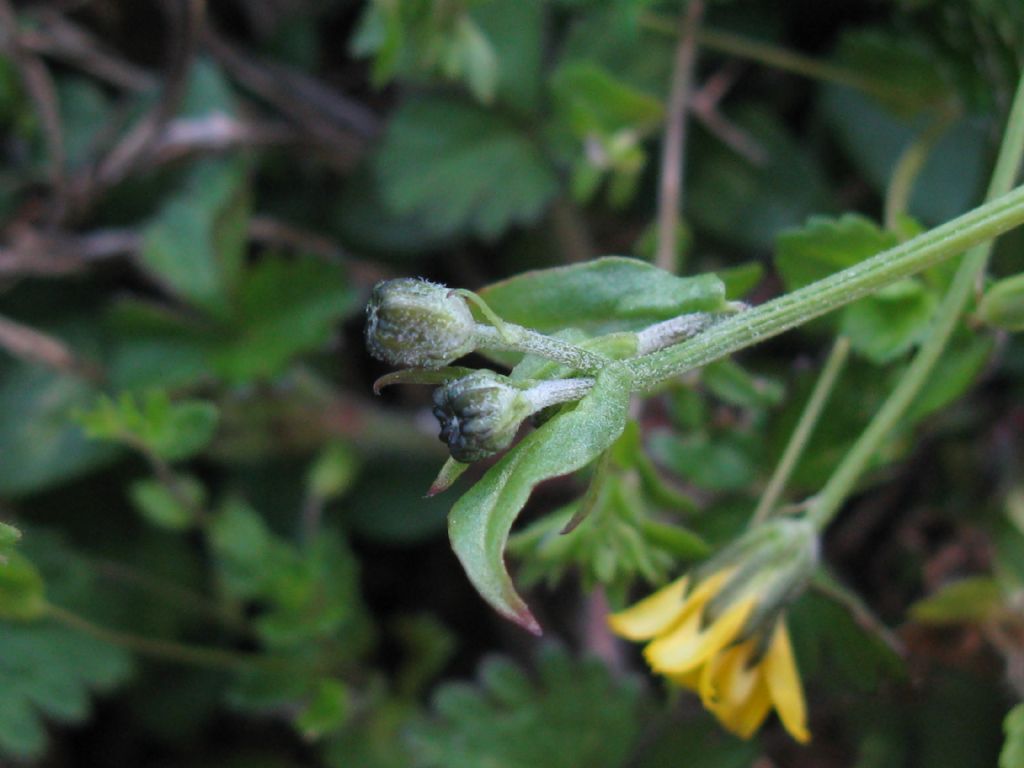 Crepis sancta subsp. nemausensis (Asteraceae)