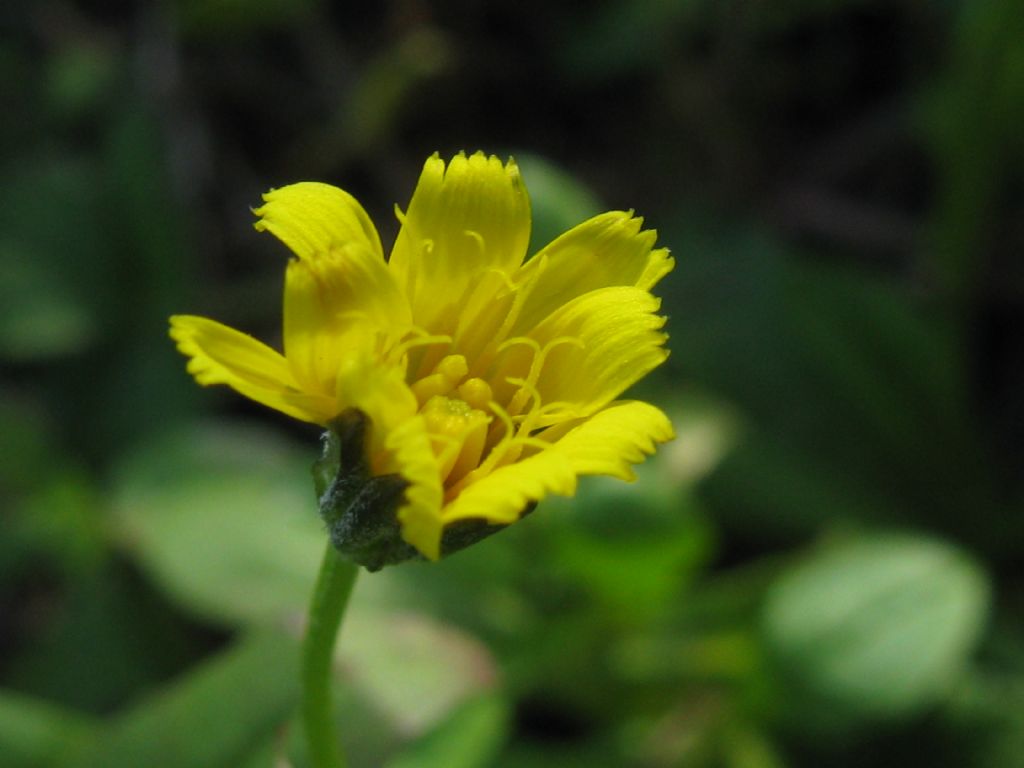 Crepis sancta subsp. nemausensis (Asteraceae)