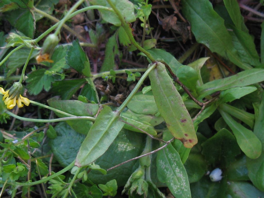 Crepis sancta subsp. nemausensis (Asteraceae)