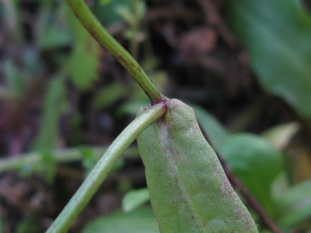 Crepis sancta subsp. nemausensis (Asteraceae)