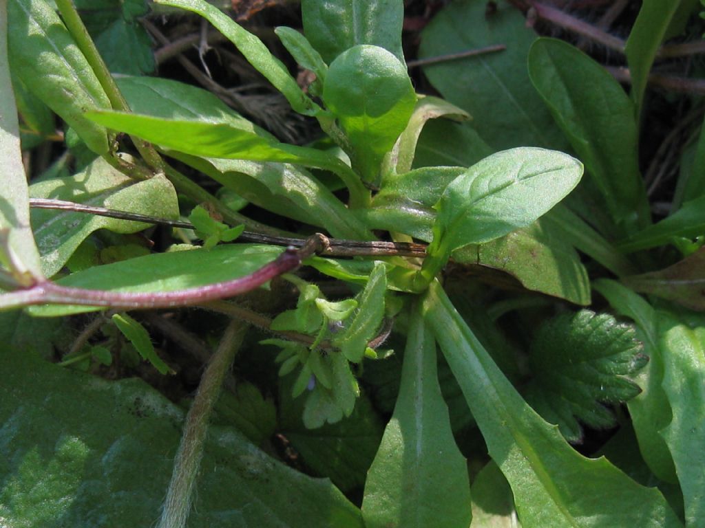 Crepis sancta subsp. nemausensis (Asteraceae)