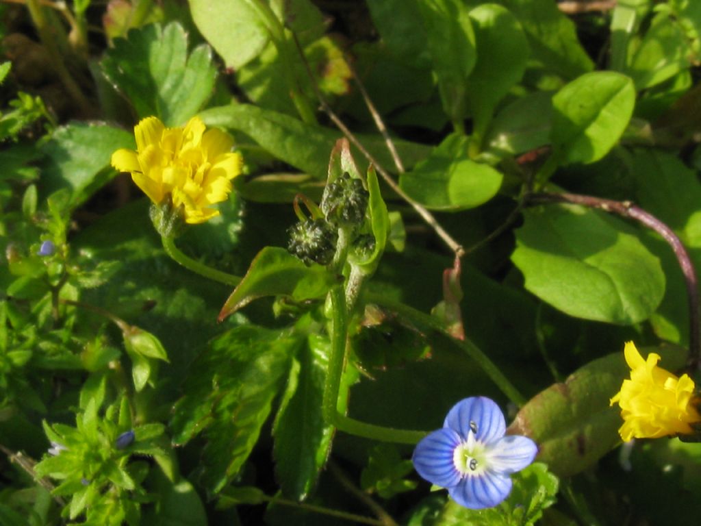 Crepis sancta subsp. nemausensis (Asteraceae)