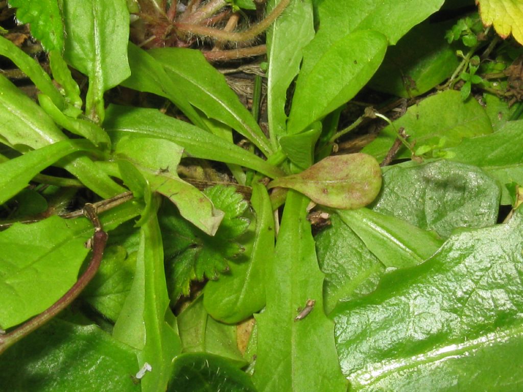 Crepis sancta subsp. nemausensis (Asteraceae)