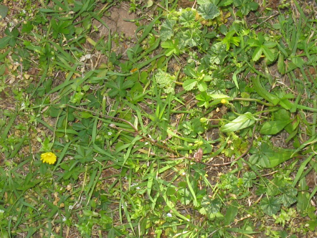 Crepis sancta subsp. nemausensis (Asteraceae)