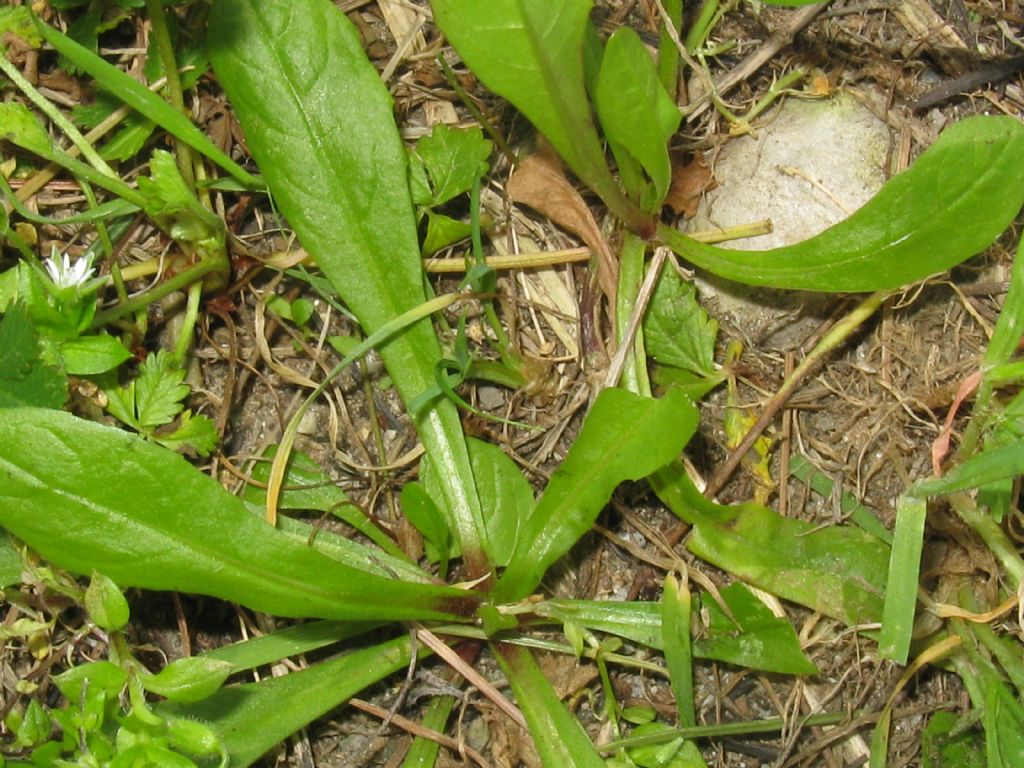 Crepis sancta subsp. nemausensis (Asteraceae)