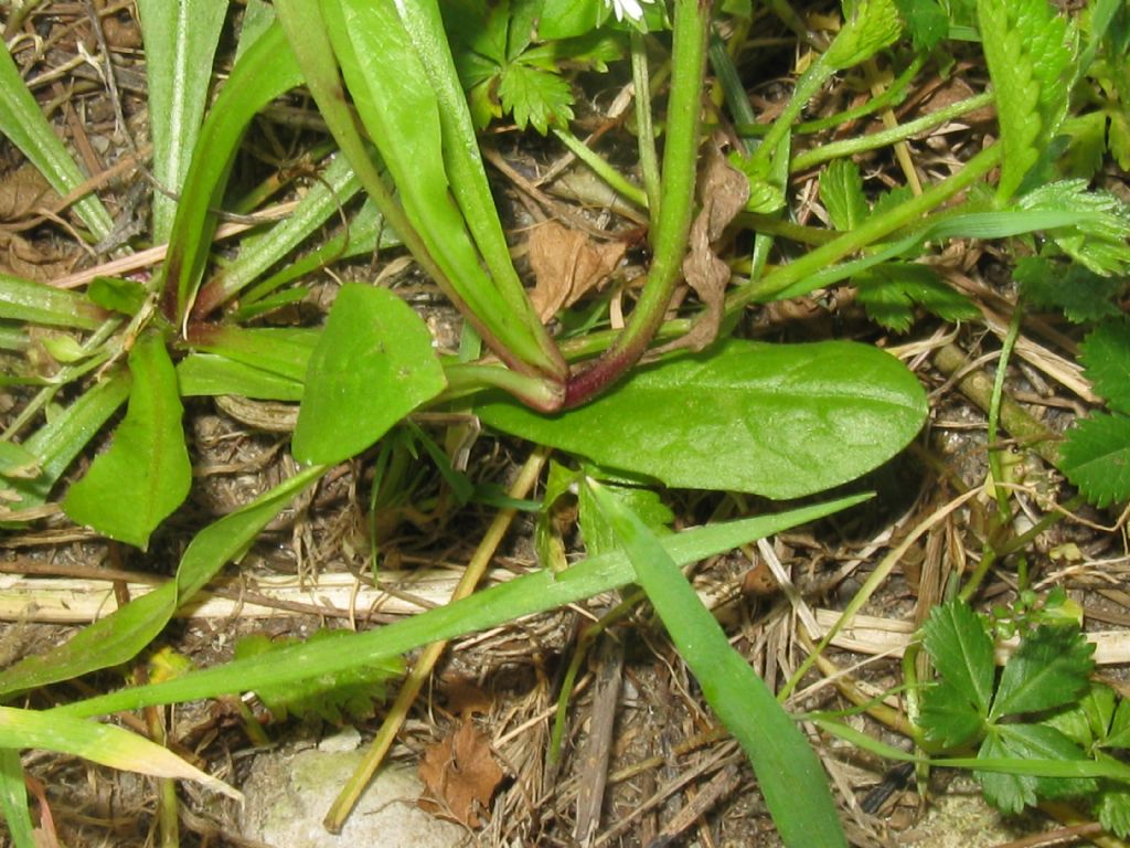 Crepis sancta subsp. nemausensis (Asteraceae)