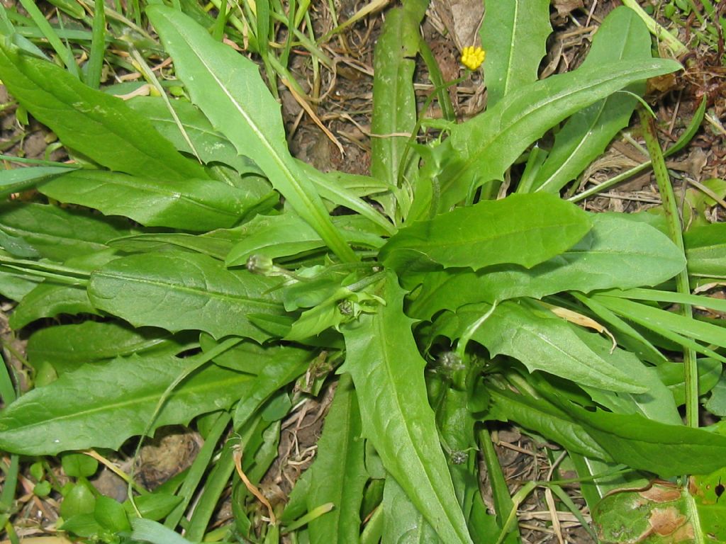 Crepis sancta subsp. nemausensis (Asteraceae)