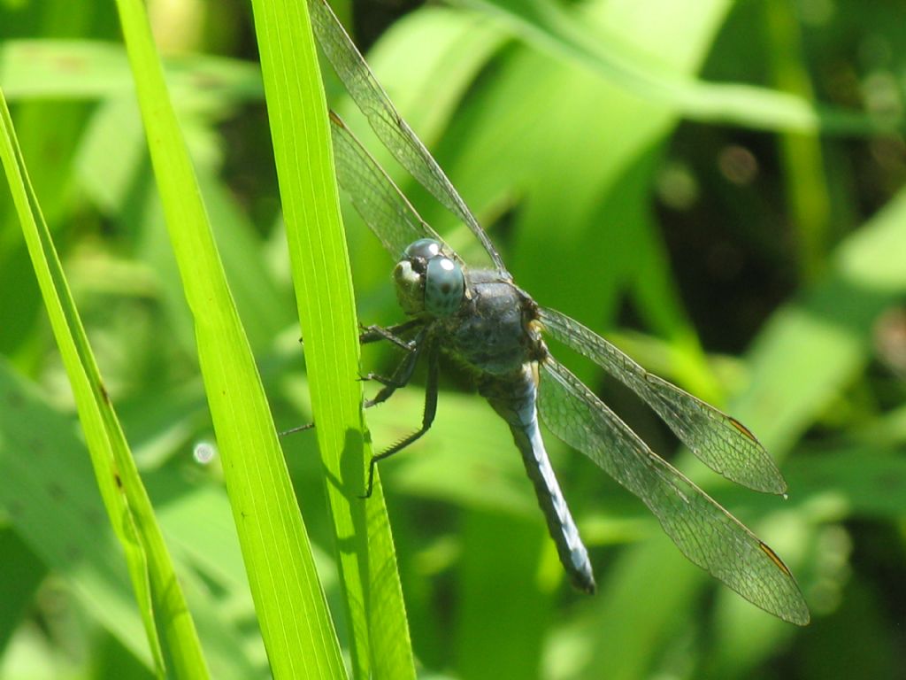 Orthetrum coerulescens