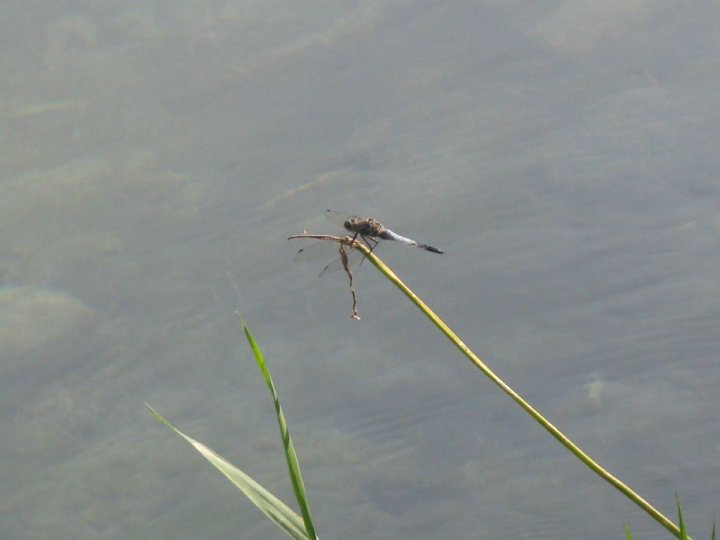 Orthetrum cancellatum