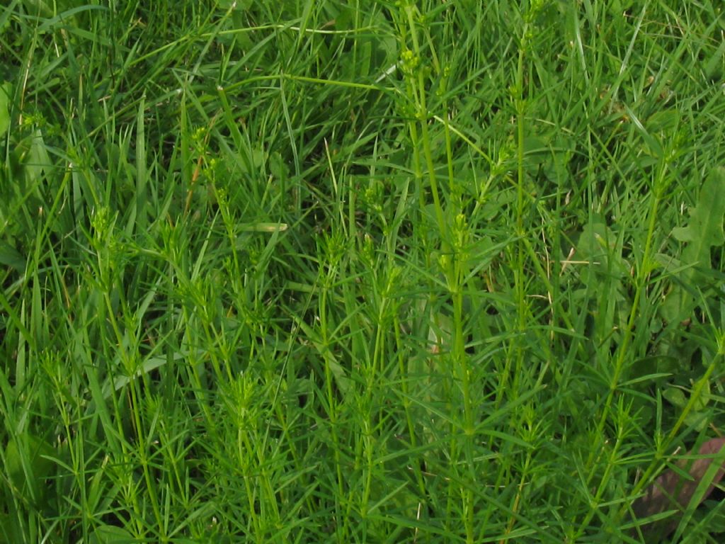 Galium verum / Caglio zolfino