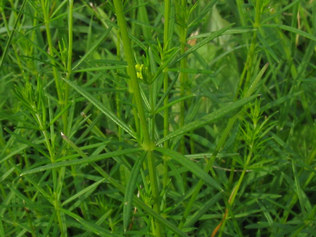 Galium verum / Caglio zolfino