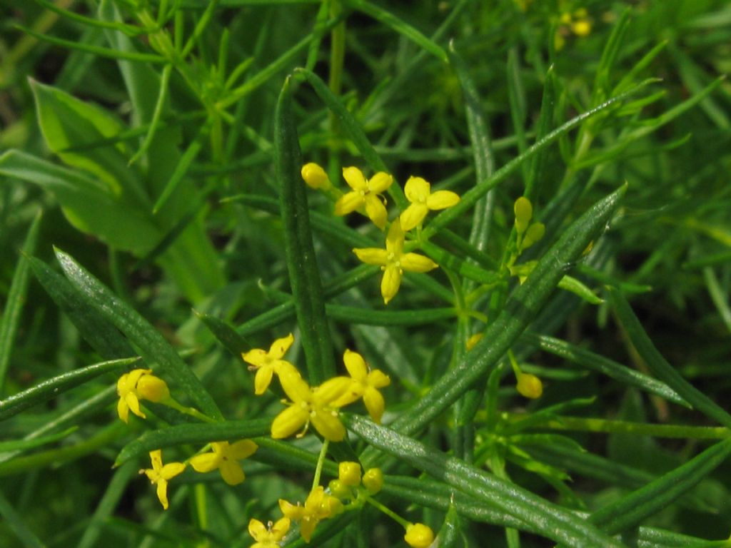 Galium verum / Caglio zolfino