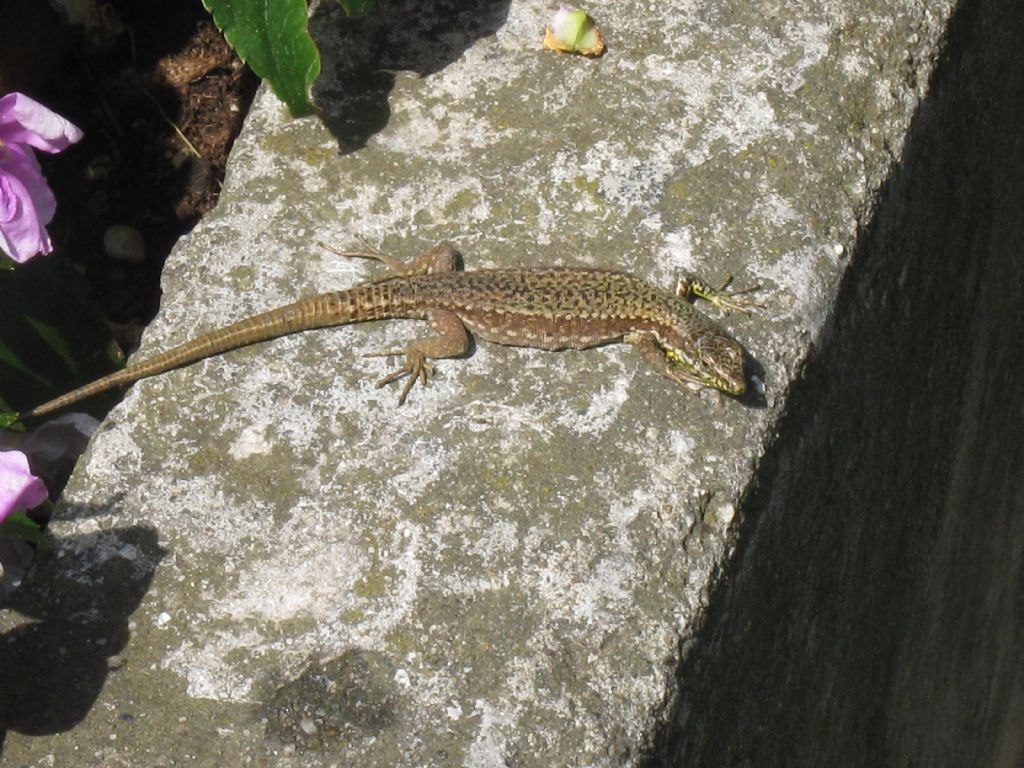 Podarcis muralis?  S, femmina