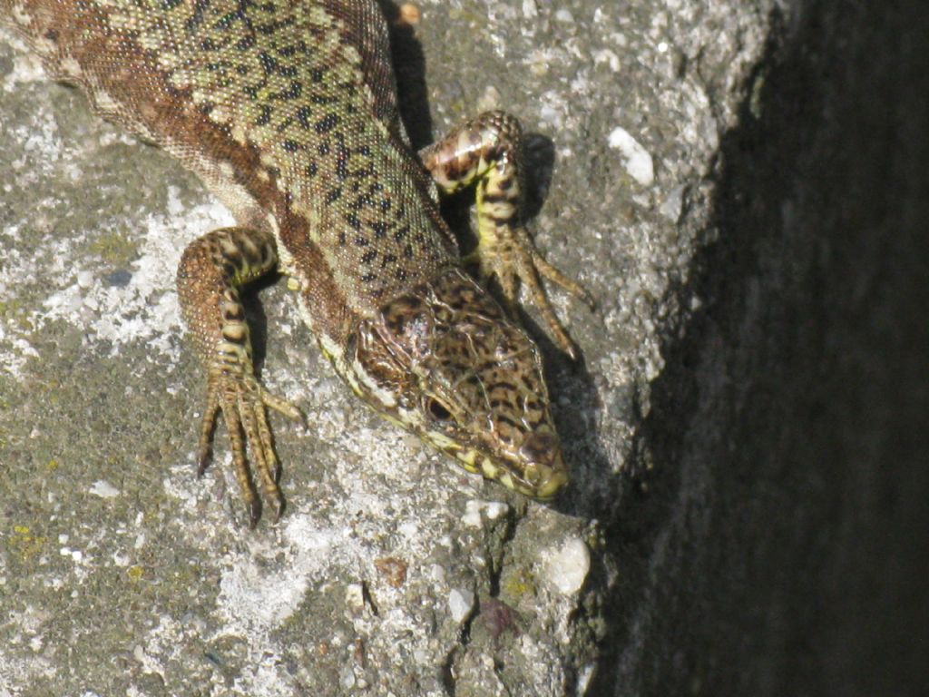 Podarcis muralis?  S, femmina