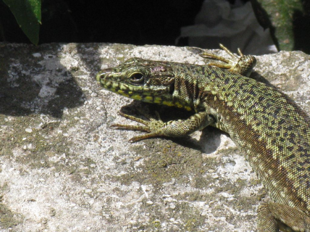 Podarcis muralis?  S, femmina