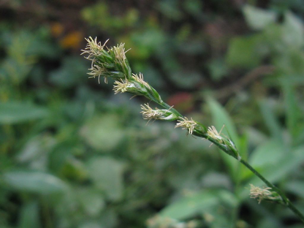 Carex divulsa / Carice separata