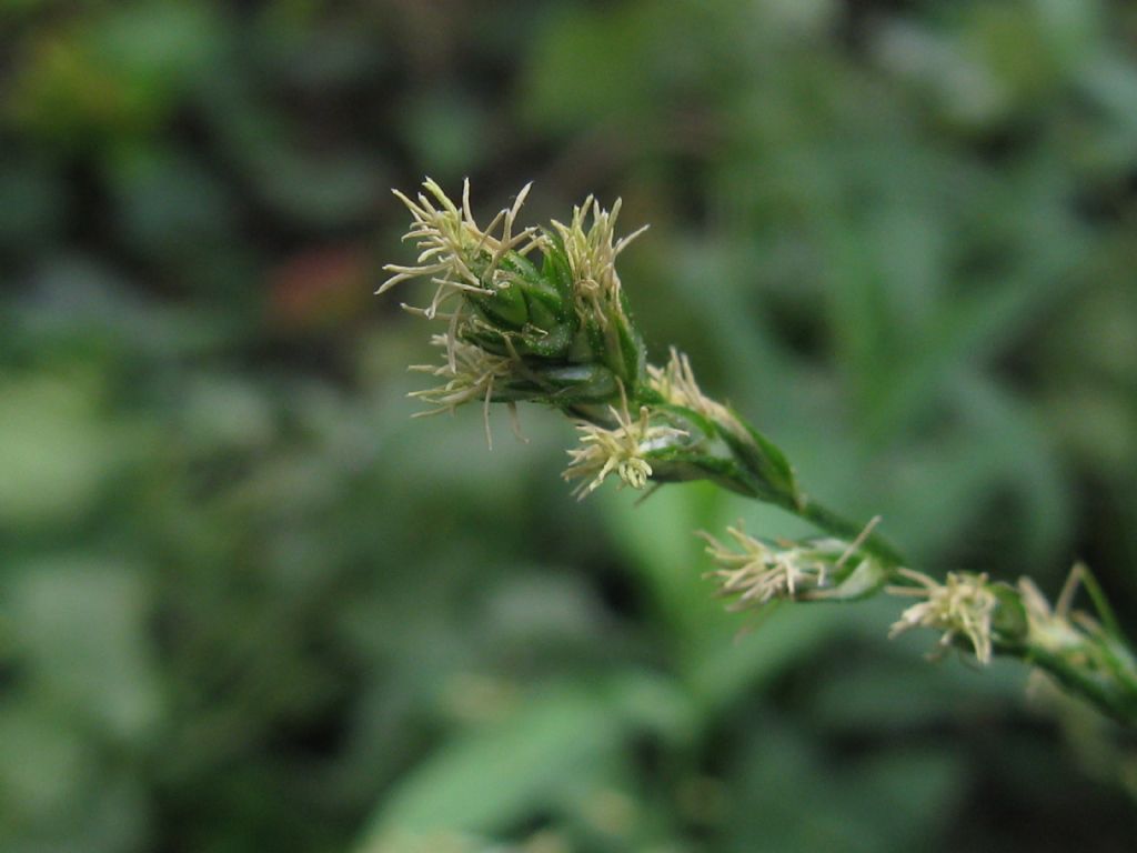 Carex divulsa / Carice separata