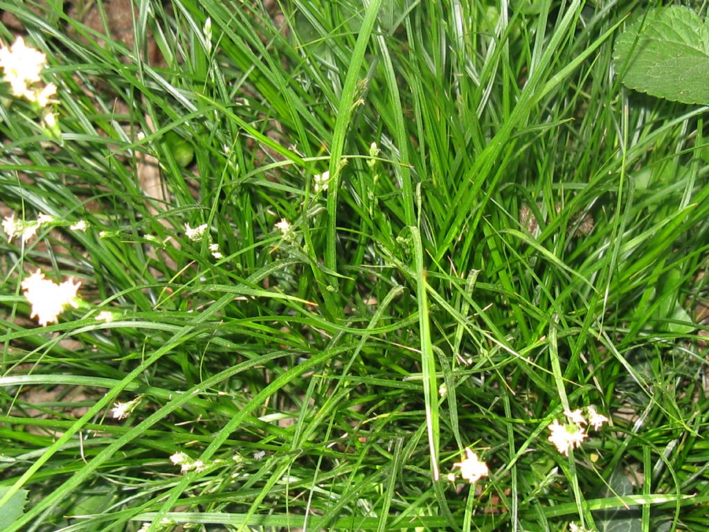 Carex divulsa / Carice separata