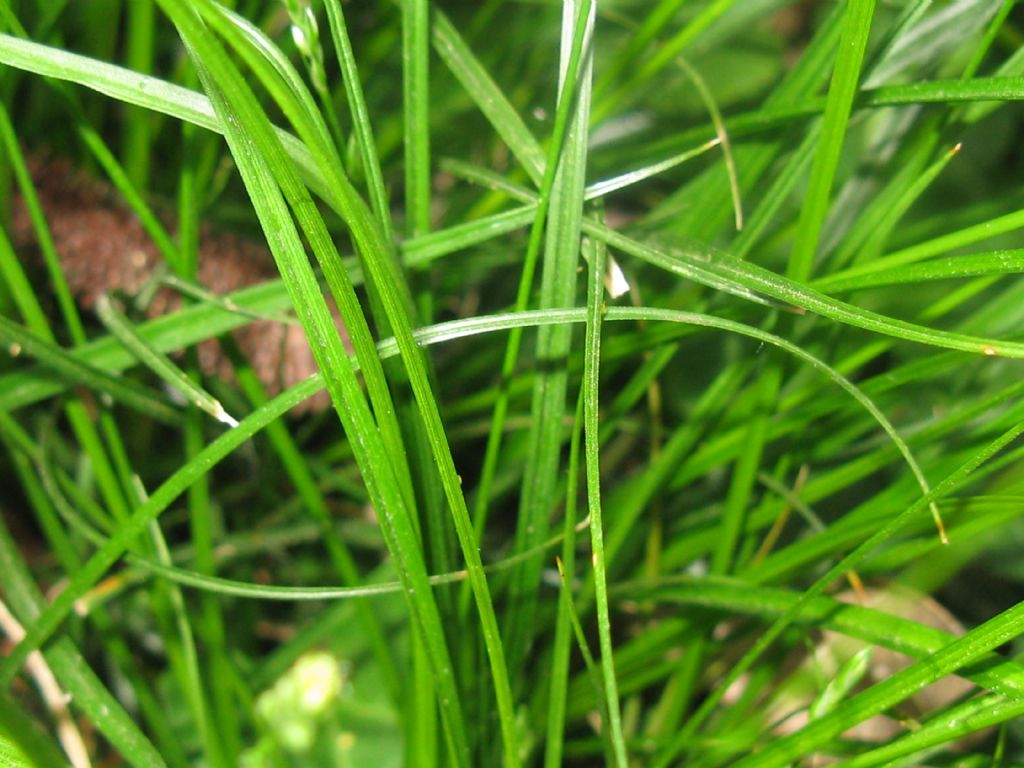 Carex divulsa / Carice separata