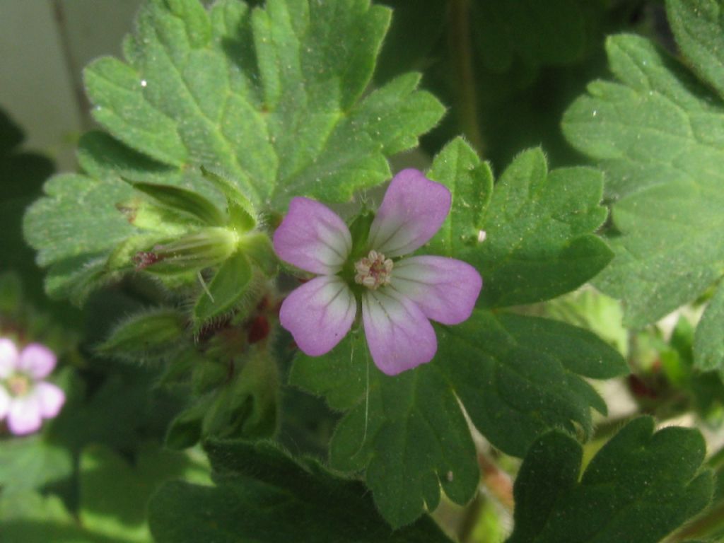 Geranium rotundifolium