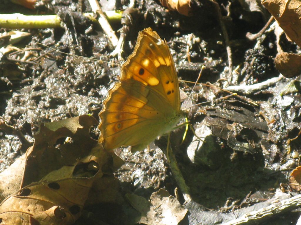 Nymphalidae? S, Apatura ilia