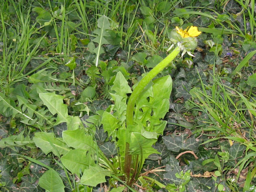 Fasciazione di Tarassaco officinale?... di Taraxacum sp.