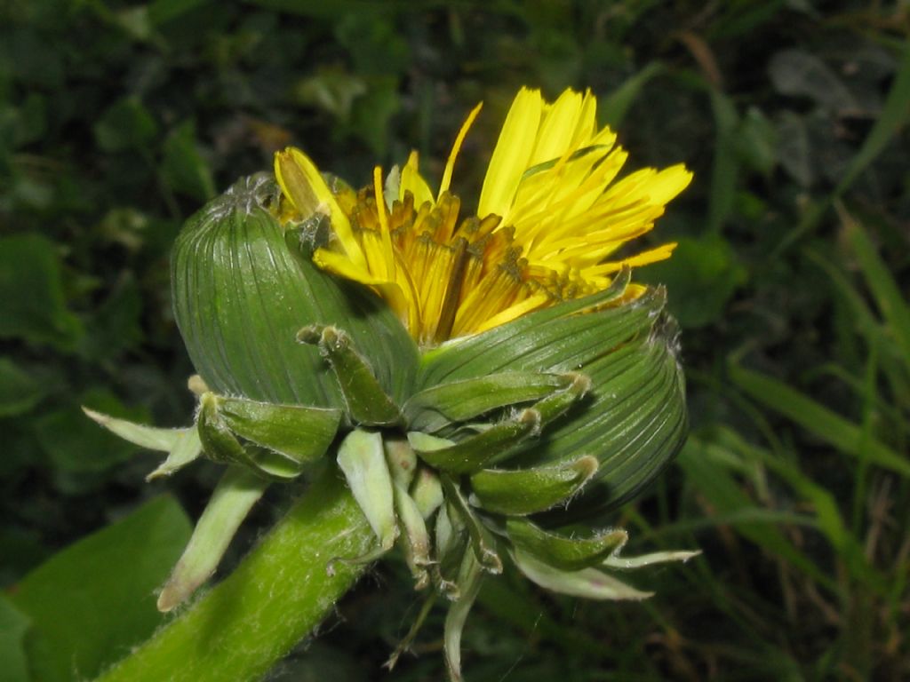 Fasciazione di Tarassaco officinale?... di Taraxacum sp.