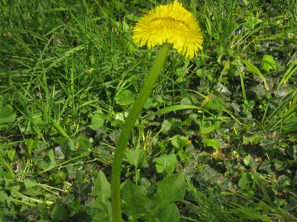 Fasciazione di Tarassaco officinale?... di Taraxacum sp.