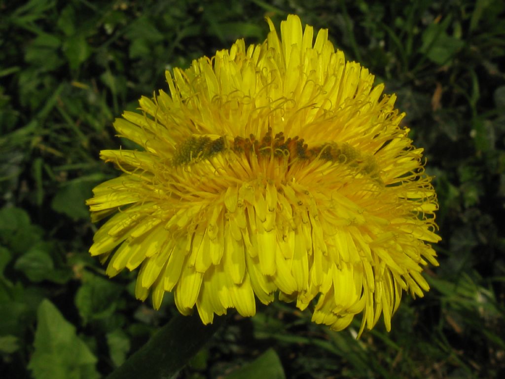 Fasciazione di Tarassaco officinale?... di Taraxacum sp.