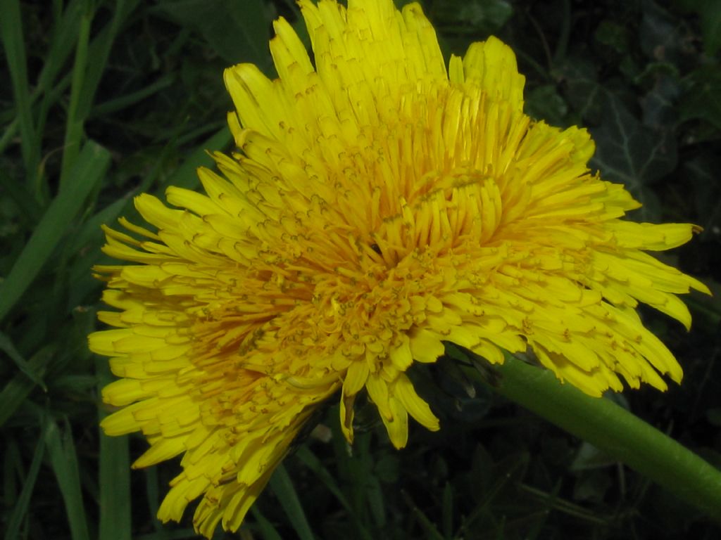 Fasciazione di Tarassaco officinale?... di Taraxacum sp.