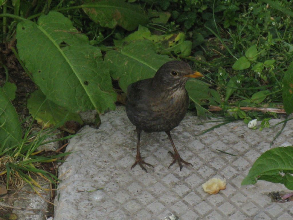 Turdus merula giovane maschio?...femmina !