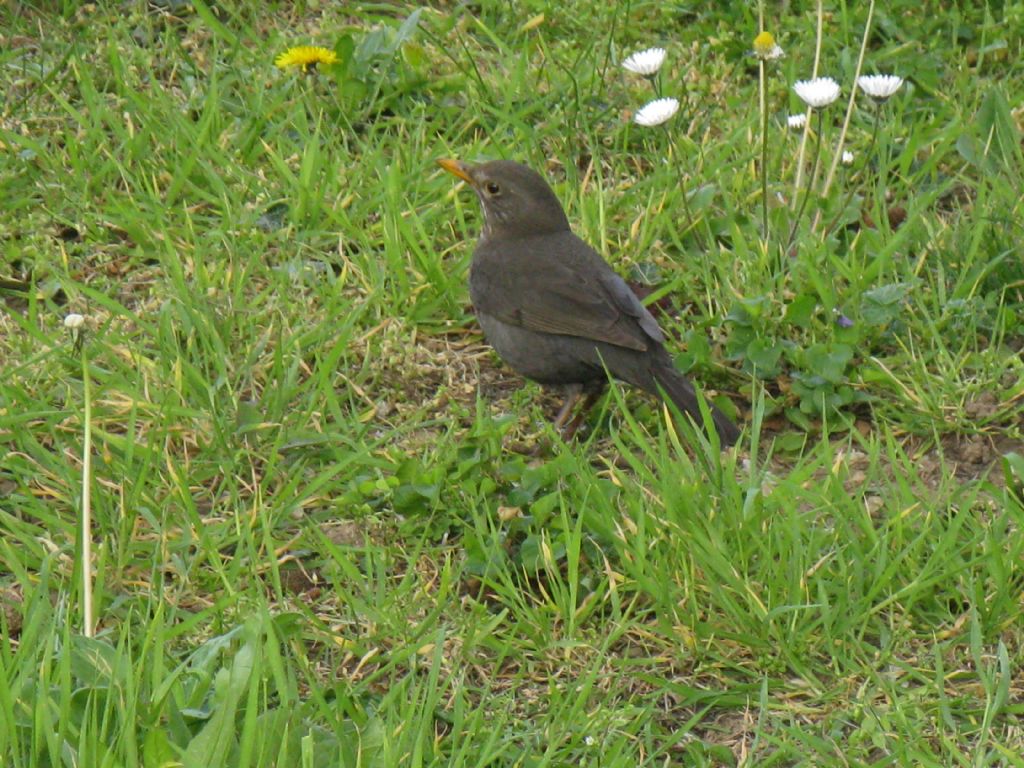 Turdus merula giovane maschio?...femmina !