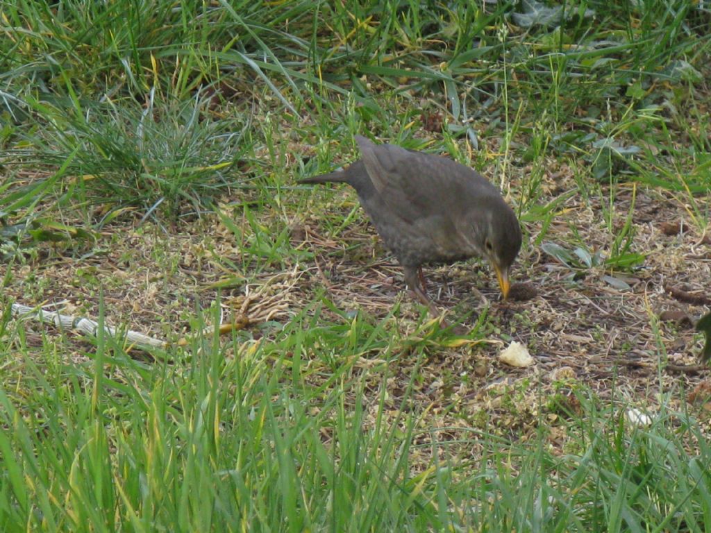 Turdus merula giovane maschio?...femmina !