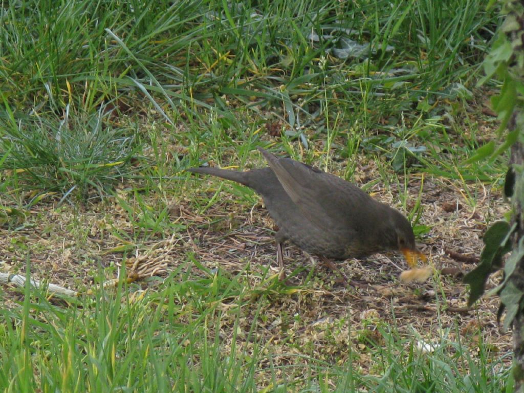 Turdus merula giovane maschio?...femmina !