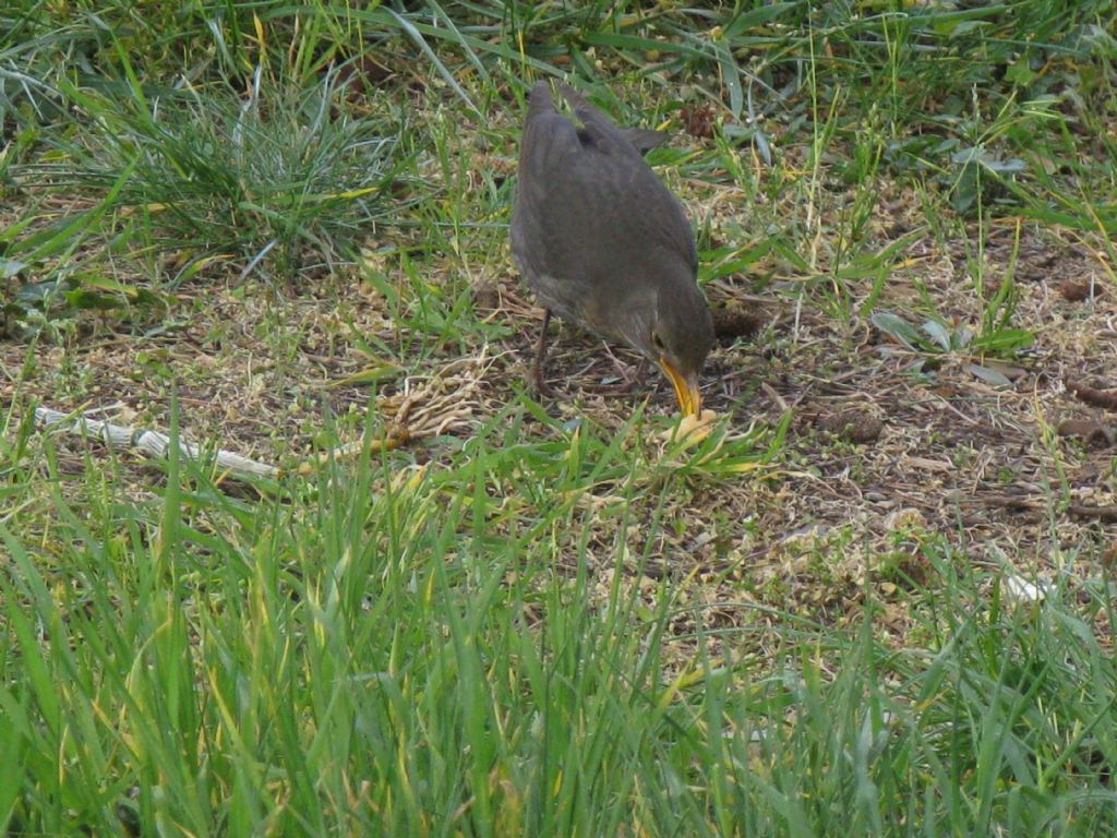 Turdus merula giovane maschio?...femmina !