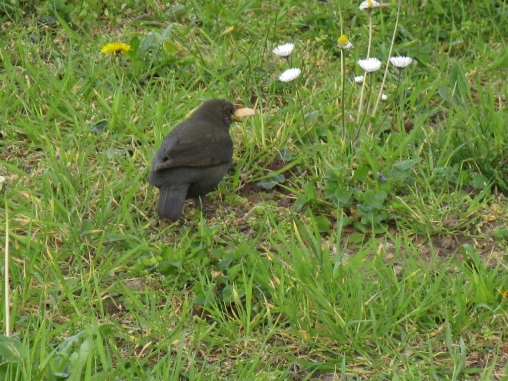 Turdus merula giovane maschio?...femmina !