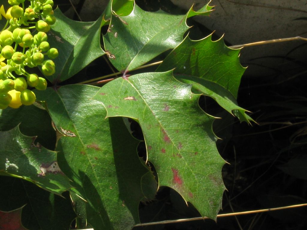 Agrifoglio...?  No, Mahonia cfr. aquifolium