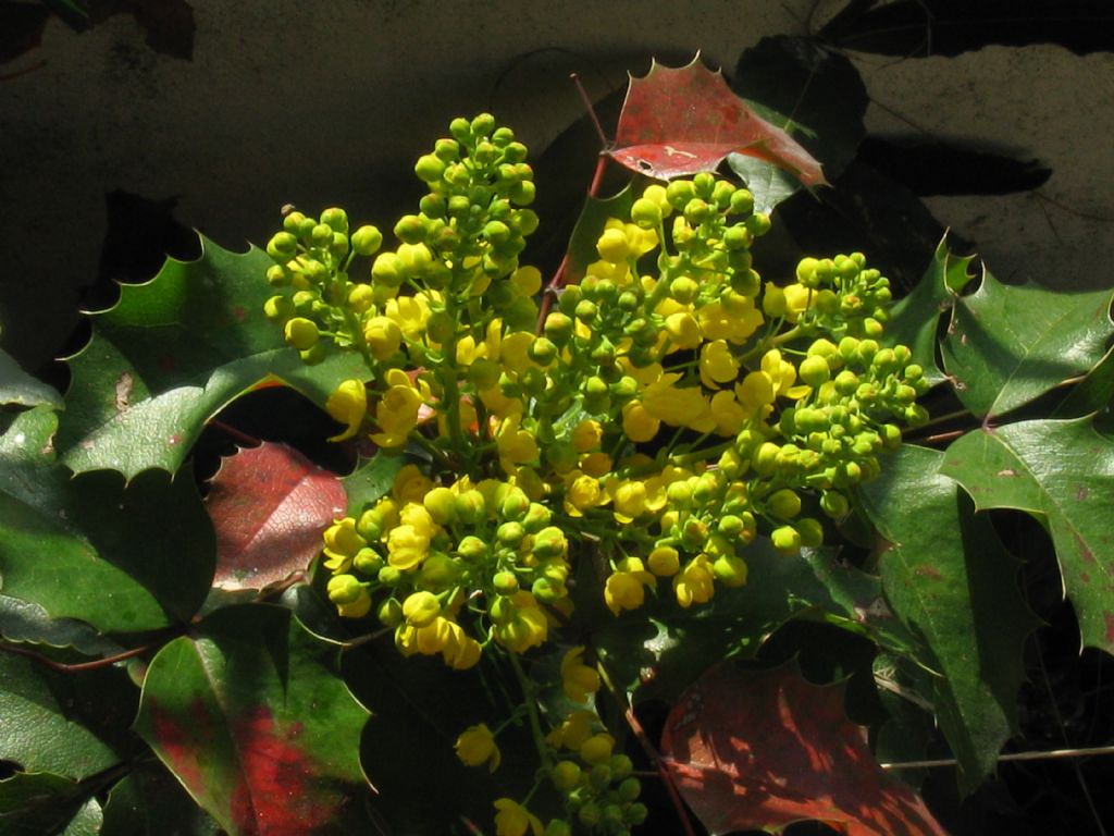 Agrifoglio...?  No, Mahonia cfr. aquifolium