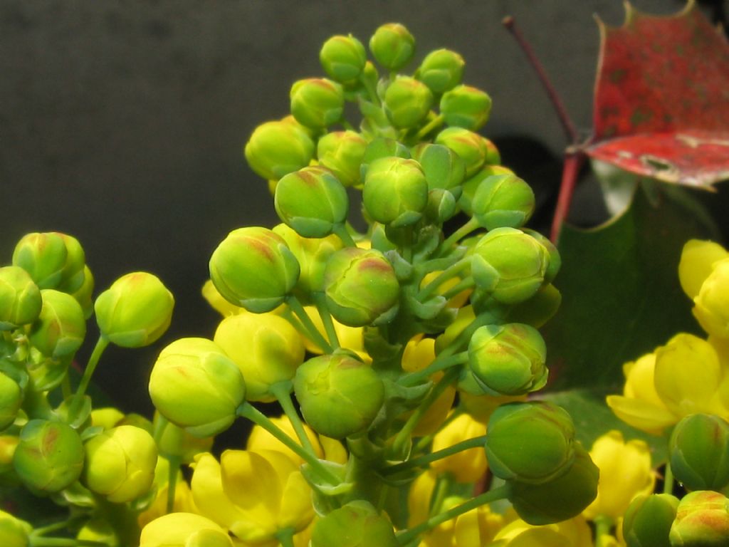 Agrifoglio...?  No, Mahonia cfr. aquifolium