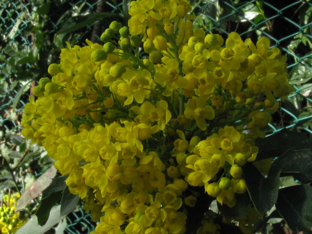 Agrifoglio...?  No, Mahonia cfr. aquifolium