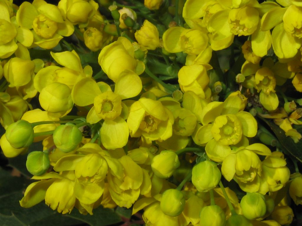 Agrifoglio...?  No, Mahonia cfr. aquifolium