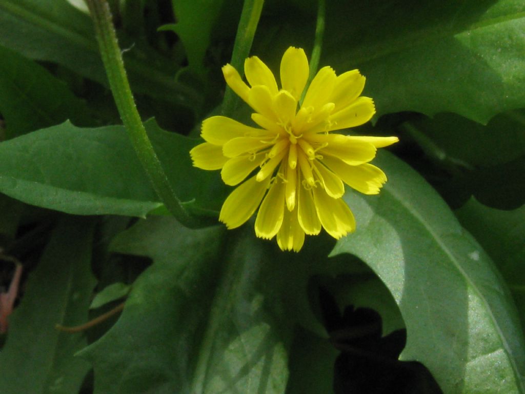 Crepis sancta subsp. nemausensis (Asteraceae)