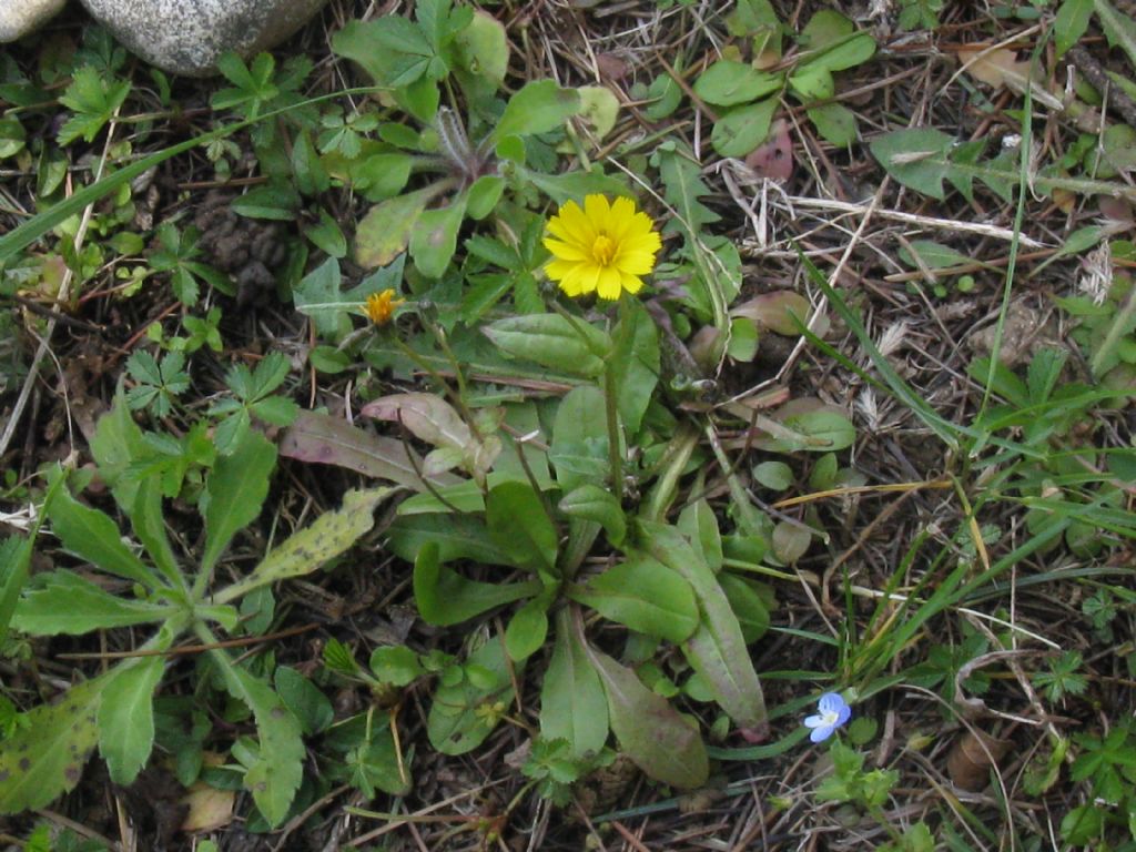 Crepis sancta subsp. nemausensis (Asteraceae)