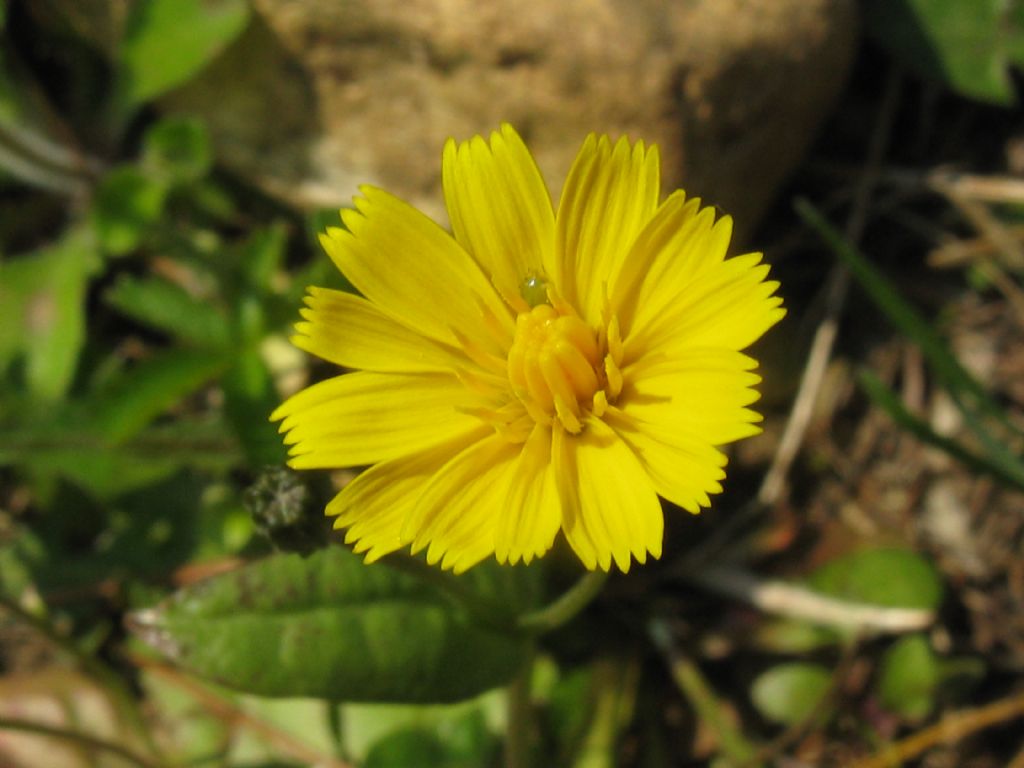 Crepis sancta subsp. nemausensis (Asteraceae)