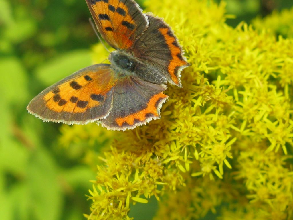 Lycaena phlaeas femmina?